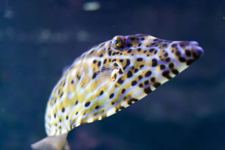 cinéaqua - biologie marine