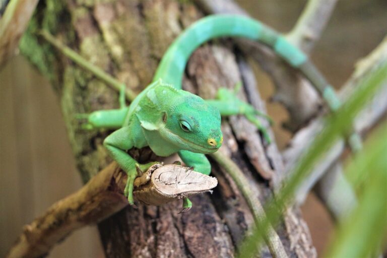 Où manger au Zooparc de Beauval ?