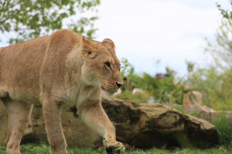 Nos astuces pour réussir votre visite au zooparc de Beauval