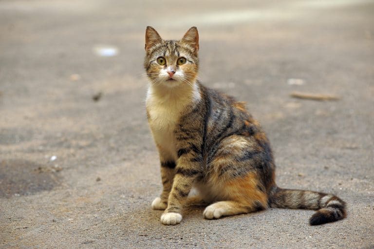 Chat perdu au retour des vacances : que faire ?