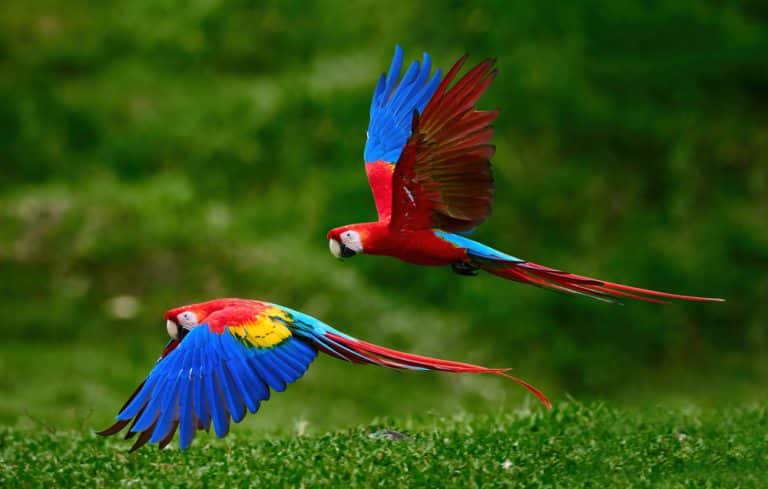 Préparer un voyage au Costa Rica : saison, rythme et conseils utiles