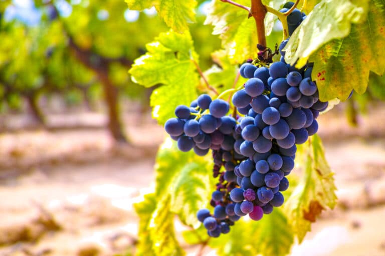 Visiter un Vignoble en France : lequel choisir et quand y aller ?