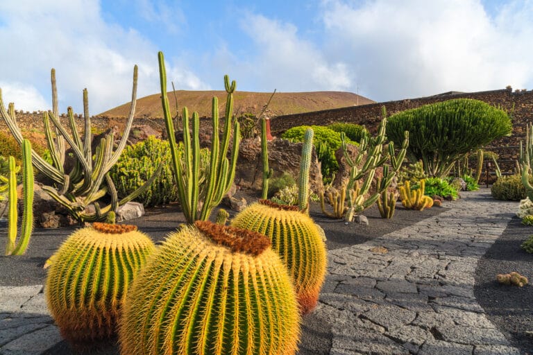 Jardin de cactus