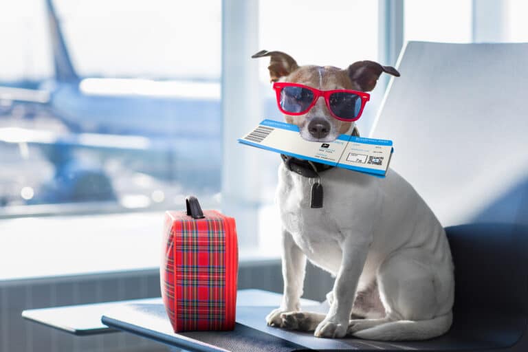 Comment prendre l'avion avec un chien ?