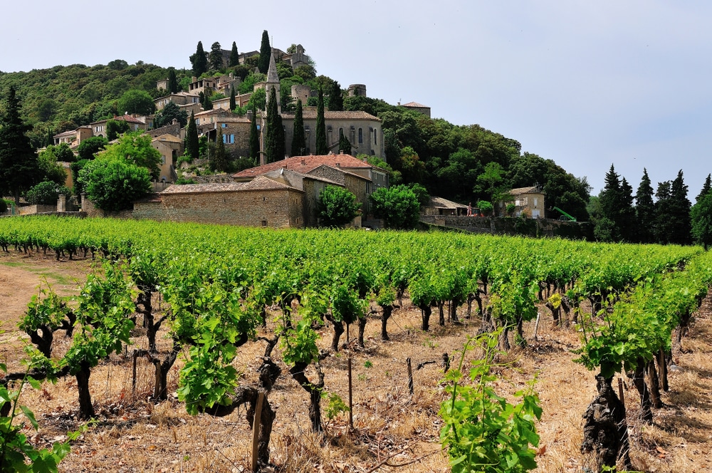 vigne d'ardèche