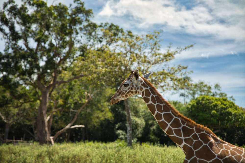 zoo 