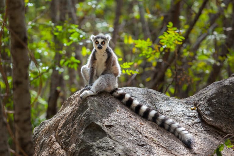 lémuriens - madagascar