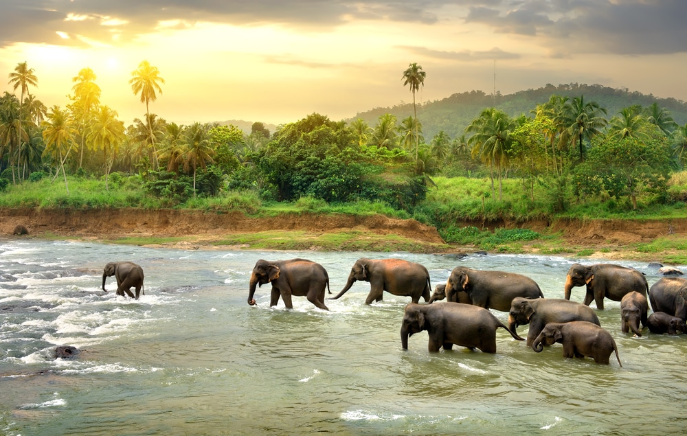 Sri Lanka - éléphants
