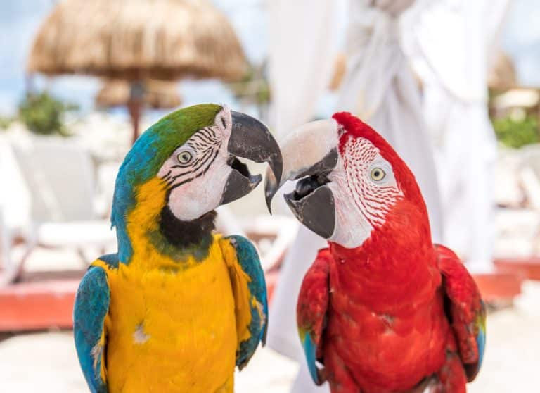 Découvrez les meilleures plages et spots de baignade à Cancún. Des eaux cristallines du Zona Hotelera aux cenotes cachés, trouvez votre coin de paradis pour une expérience balnéaire inégalée lors de votre séjour.
