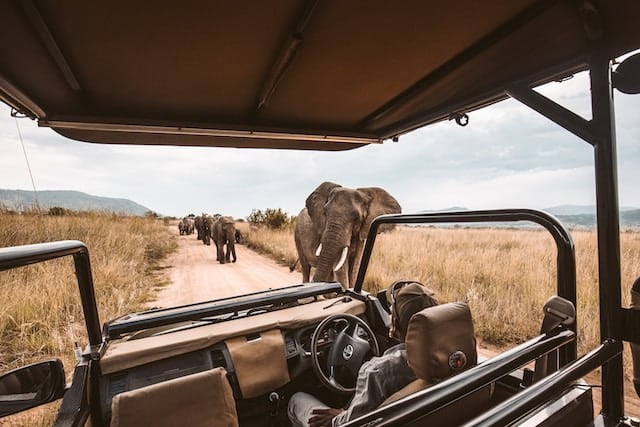 vue intérieure d'un véhicule de safari avec un éléphant et un troupeau à l'avant sur une route de brousse