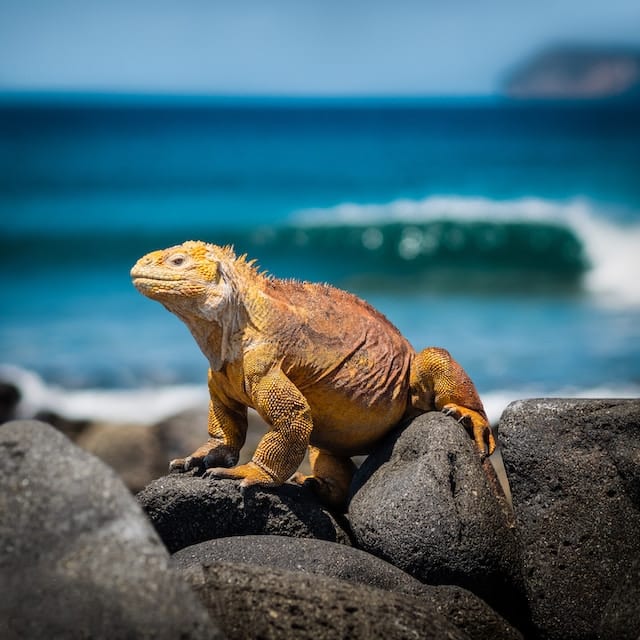 iguane terrestre sur des rochers avec l'océan en arrière-plan