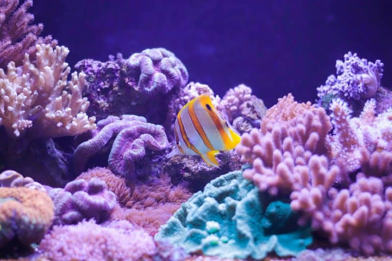 Dîner dans des restaurants sous-marins aux Maldives