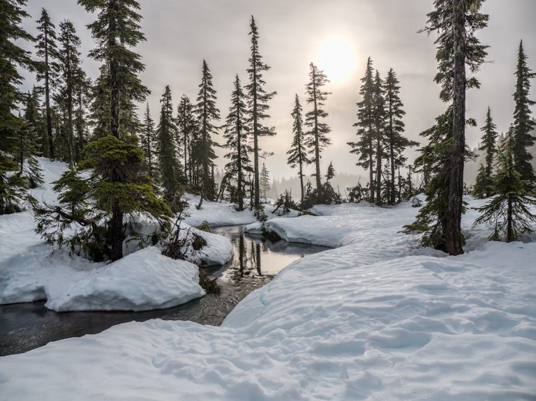 Voyagez et contribuez à la reforestation: projets éco-responsables
