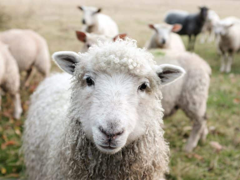 Visiter des fermes pédagogiques en Europe