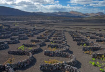 La Geria à Lanzarote : itinéraire d’une journée Vignes de La Geria à Lanzarote, image libre de droits via Wikimedia Commons