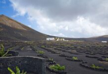 Vignobles de La Geria à Lanzarote, image libre de droits via Wikimedia Commons