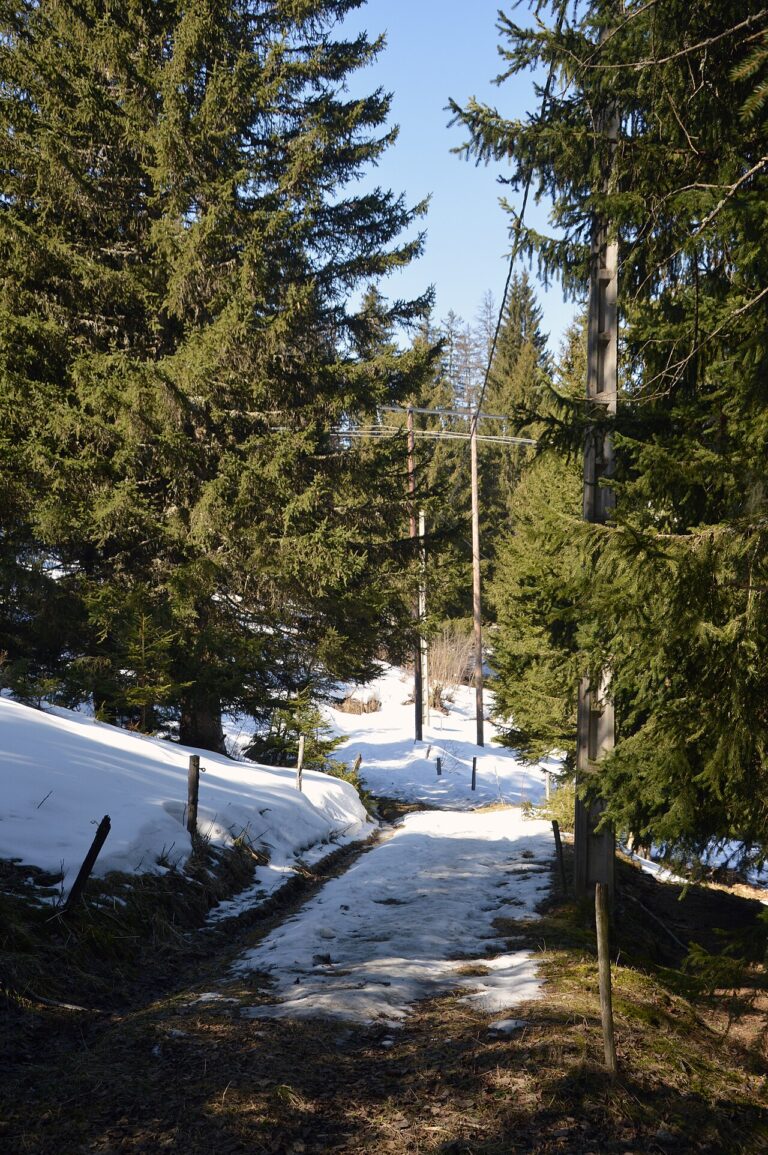 Chemin de forêt en montagne à Saint-Gervais-les-Bains.