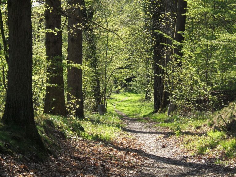 Chemin forestier dans les Yvelines.